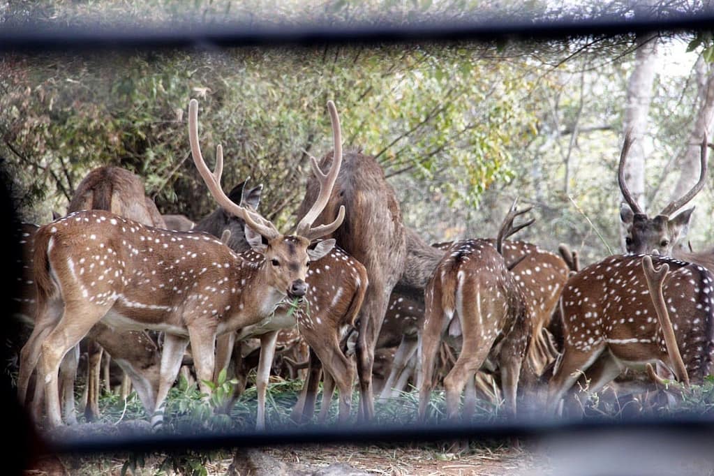 Deer Safari in Bannerghatta National Park