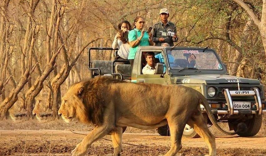 safari in bannerghatta