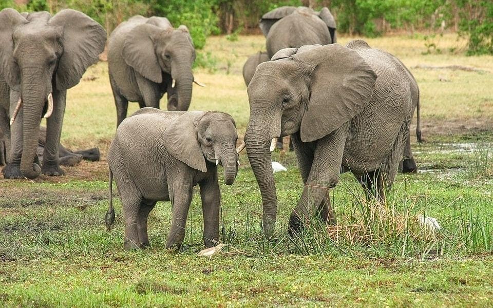 Elephant Safari in Bannerghatta National Park